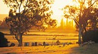 Cowra