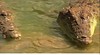 Crocodylus Park