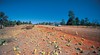 Cunnamulla