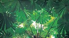Daintree
