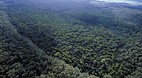 Dismal Swamp