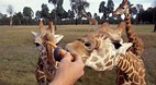 Dubbo