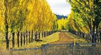 Glen Innes