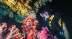 Great Barrier Reef