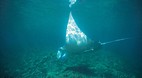 Great Barrier Reef