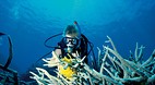 Great Barrier Reef