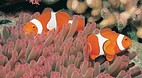 Great Barrier Reef