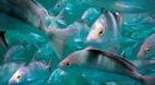 Great Barrier Reef