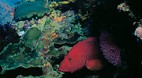 Great Barrier Reef