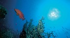 Great Barrier Reef