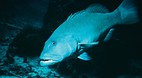 Great Barrier Reef
