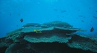 Great Barrier Reef