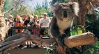 Healesville