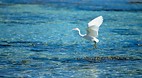 Heron Island