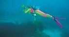 Heron Island