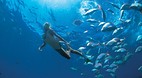 Heron Island