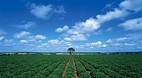 Kingaroy