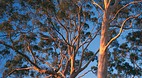 Kings Park