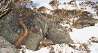 Kosciuszko National ..