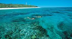 Lady Elliot Island