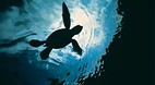 Lady Elliot Island