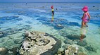 Lady Elliot Island