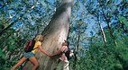 Leeuwin - Naturalist..