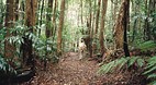 Lismore