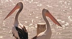 Mandurah