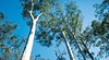 Manjimup