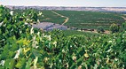 McLaren Vale