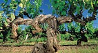 McLaren Vale