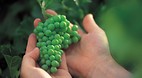 McLaren Vale
