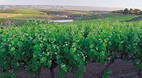 McLaren Vale
