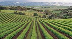 McLaren Vale