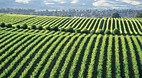 McLaren Vale