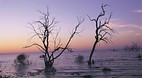 Menindee