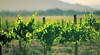 Mudgee