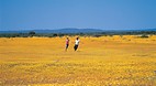 Mullewa