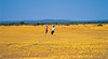 Mullewa