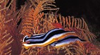 Ningaloo Reef
