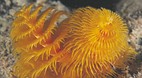 Ningaloo Reef