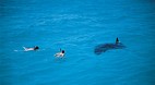 Ningaloo Reef