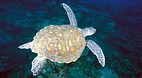 Ningaloo Reef
