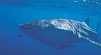 Ningaloo Reef