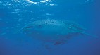 Ningaloo Reef