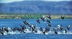 Ord River