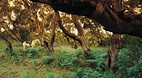 Otway Ranges Nationa..