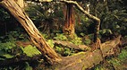 Otway Ranges Nationa..