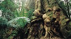 Otway Ranges Nationa..